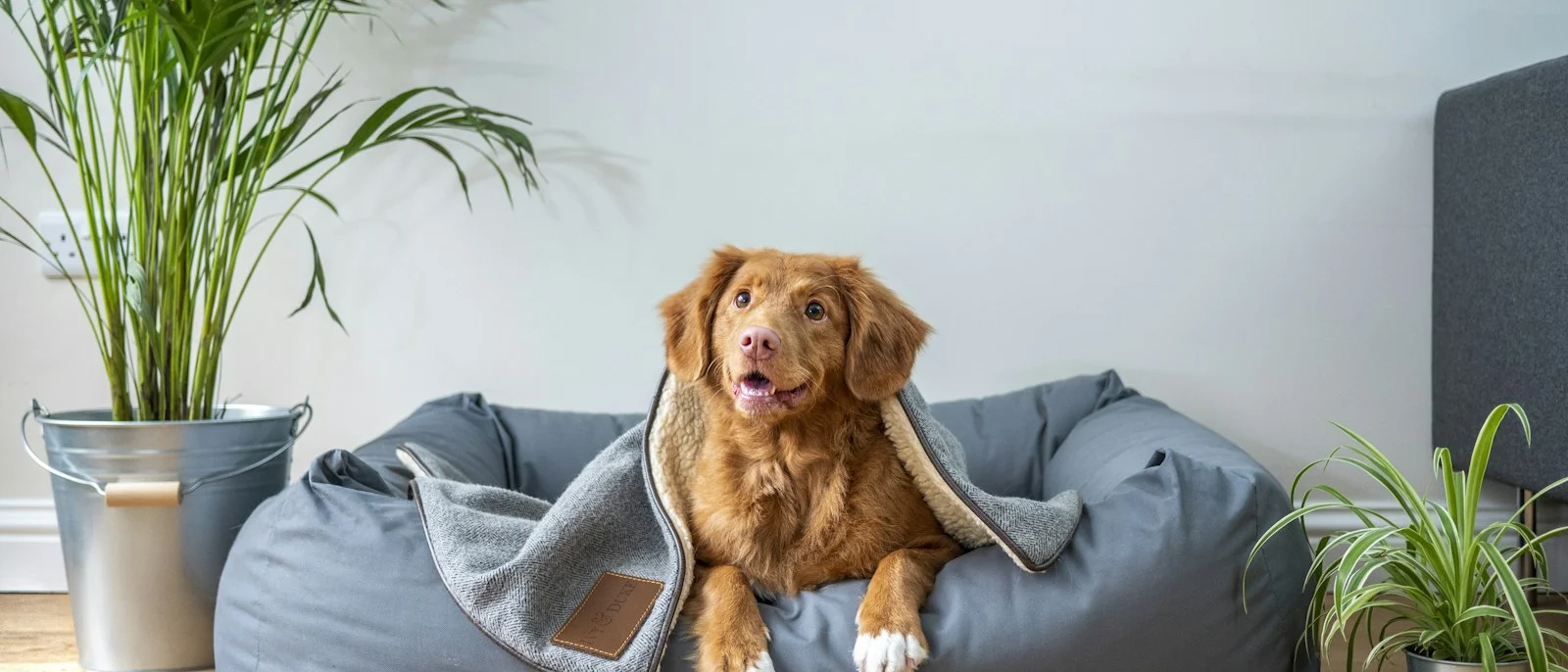 Perro descansando en casa