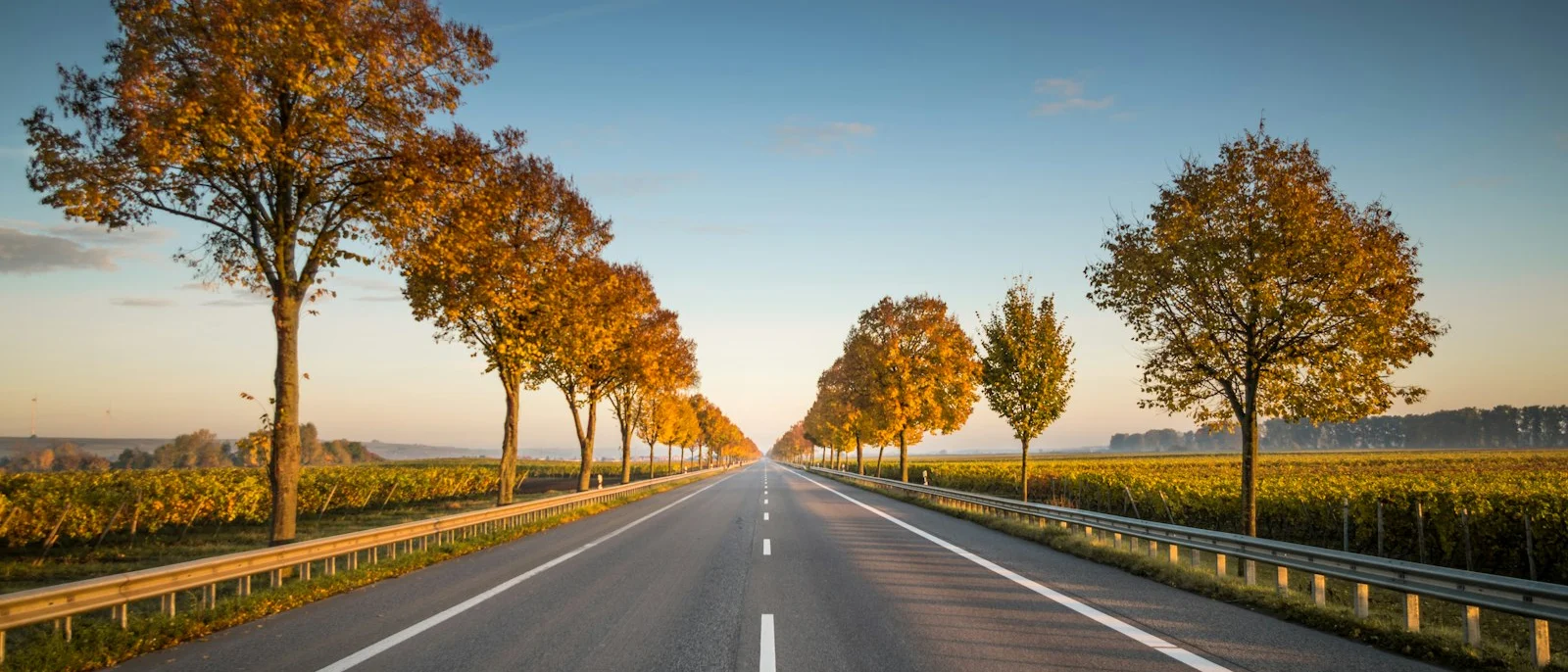 Carretera recta entre árboles